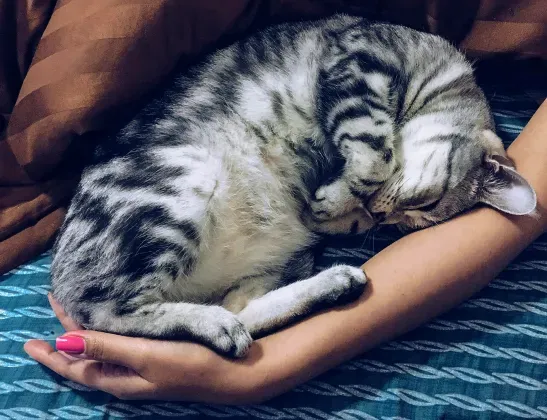 547x420-sharing-bed-with-pet-02